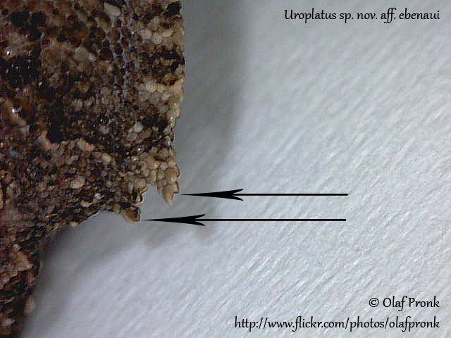 Uroplatus fiera Uroplatus Information Center